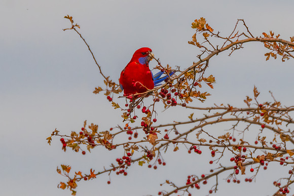 Crimson Rosella in Autumn Hawthorn Foliage