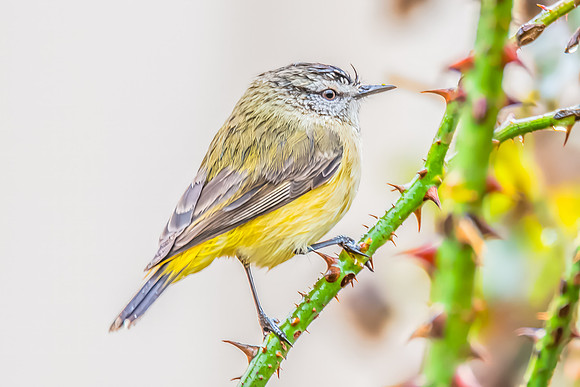 Yellow‑rumped Thornbill Perched Among Rose Branches in the Rai