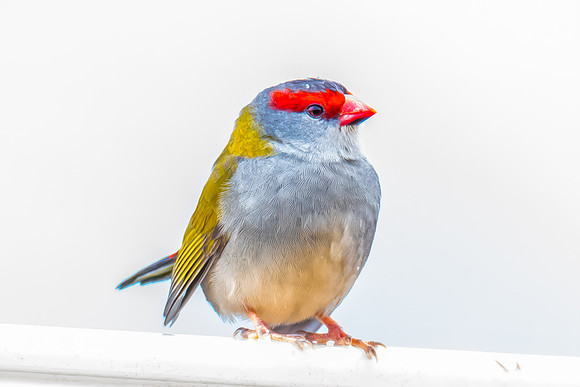Red‑browed Finch Perched on Wet Fence in Rain