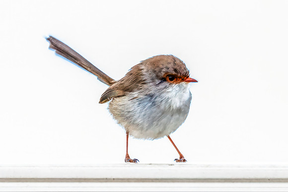 Superb Fairywren (Female) on Fence in the Rain