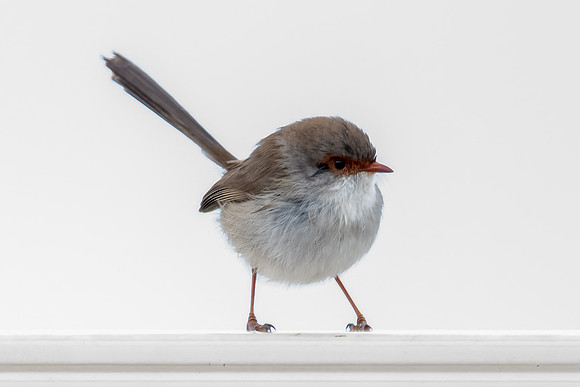 Superb Fairywren (Female) on Fence in the Rain