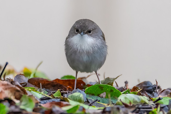 Male Superb Fairywren in the Garden on a Rainy Day
