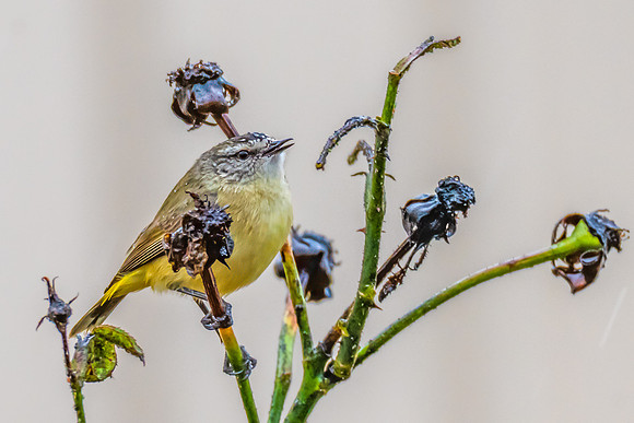 Yellow‑rumped Thornbill Eating Aphids on the Rose Branches in