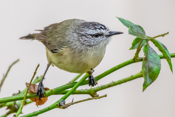 Yellow‑rumped Thornbill Perched Among Rose Branches in the Rai