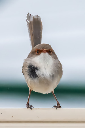 Fairywren on a Fence in Overcast Light