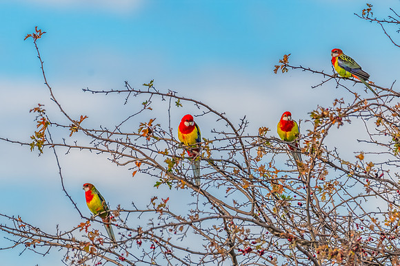 Eastern Rosellas Perched in a Hawthorn Tree