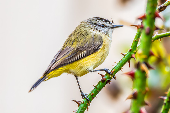 Yellow‑rumped Thornbill Perched Among Rose Branches in the Rai