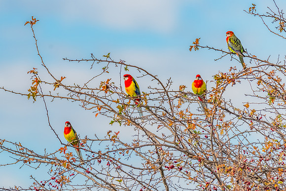 Eastern Rosellas Perched in a Hawthorn Tree
