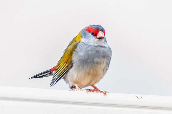 Red‑browed Finch Perched on Wet Fence in Rain