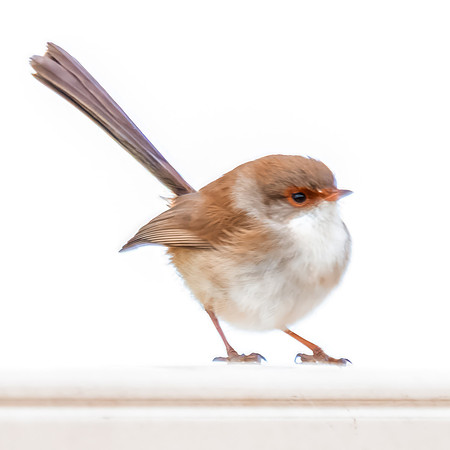 Superb Fairywren (Female) on Fence in the Rain