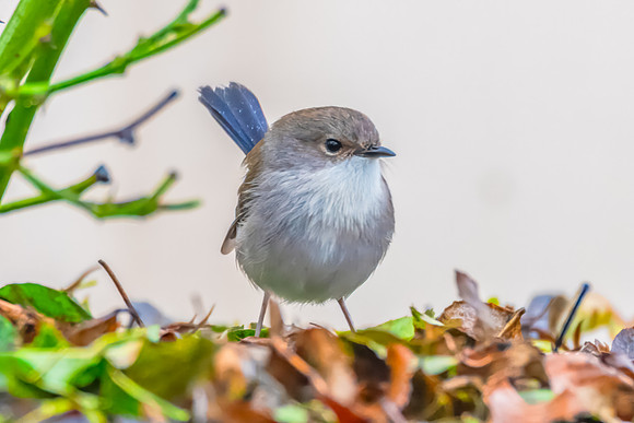 Male Superb Fairywren in the Garden on a Rainy Day