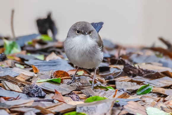 Male Superb Fairywren in the Garden on a Rainy Day