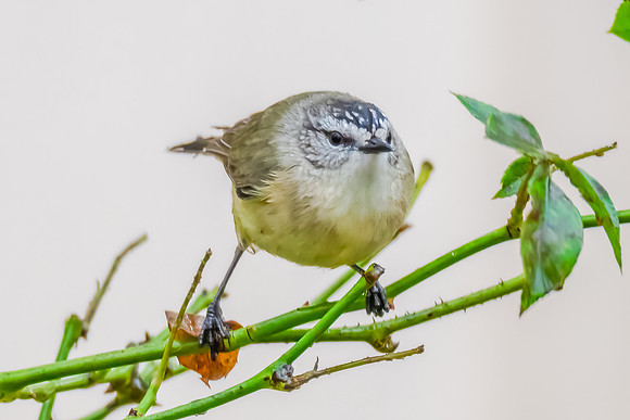 Yellow‑rumped Thornbill Perched Among Rose Branches in the Rai
