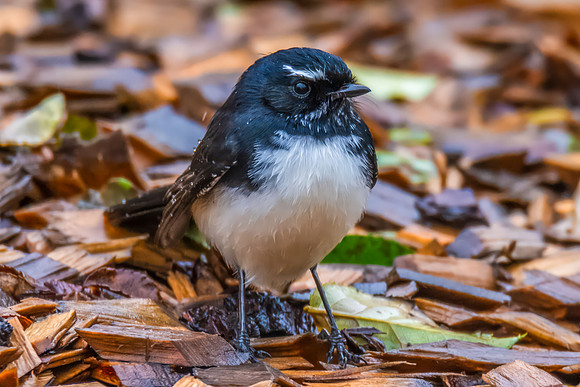 Willie Wagtail on Wet Woodchip in the Rain