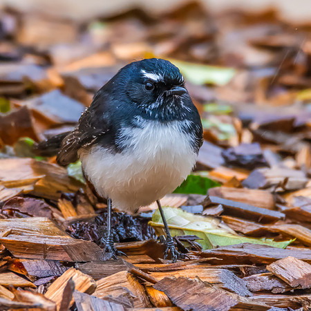 Willie Wagtail on Wet Woodchip in the Rain