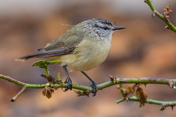 Yellow‑rumped Thornbill Perched Among Rose Branches in the Rai