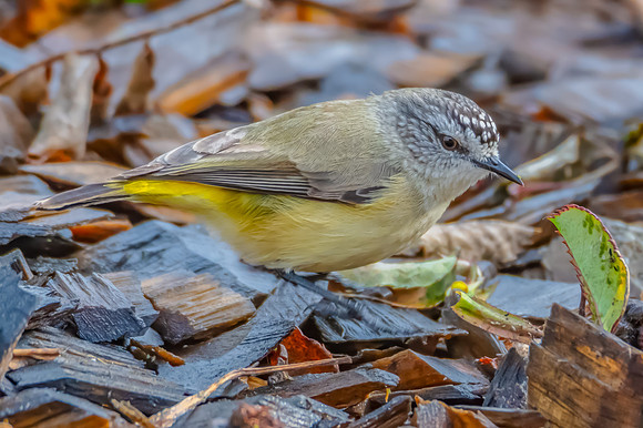 Yellow‑rumped Thornbill Perched in the Wet Woodchip