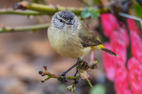 Yellow‑rumped Thornbill Perched Among Rose Branches in the Rai