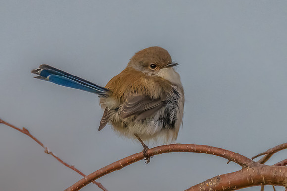 Male Superb Fairywren on a Tree Branch