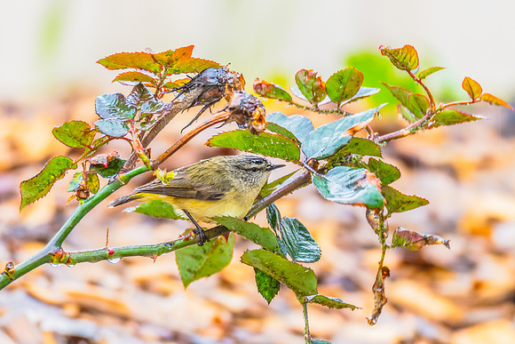 Yellow‑rumped Thornbill Perched Among Rose Branches in the Rai