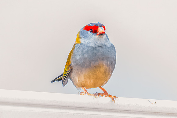 Red‑browed Finch Perched on Wet Fence in Rain