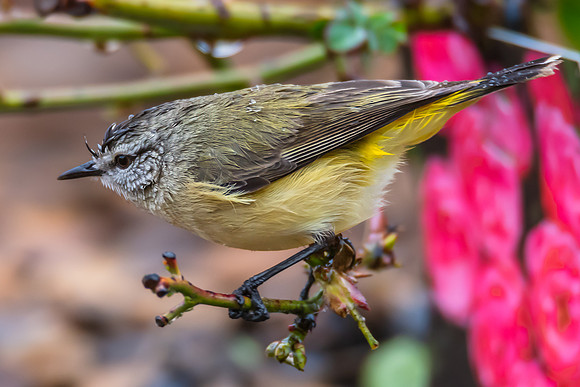 Yellow‑rumped Thornbill Perched Among Rose Branches in the Rai