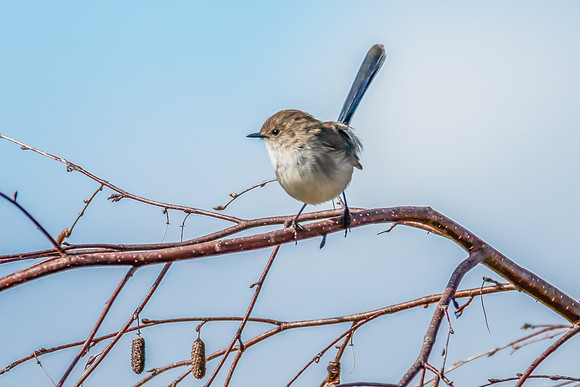 Male Superb Fairywren on a Tree Branch