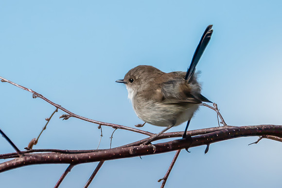 Male Superb Fairywren on a Tree Branch