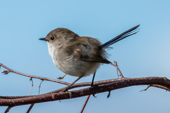 Male Superb Fairywren on a Tree Branch