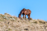 A bay horse grazing on a gentle hillside