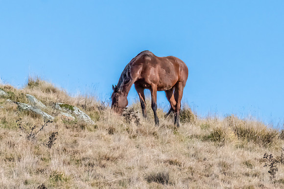 A bay horse grazing on a gentle hillside