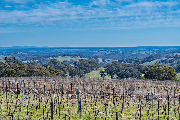 Bare Vines and Rolling Hills in the Winter Countryside