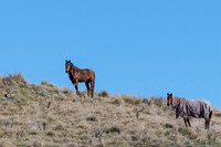 Bay horses grazing on a gentle hillside