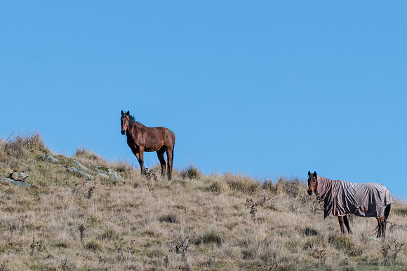 Bay horses grazing on a gentle hillside