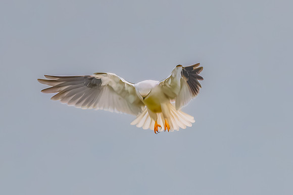 Black-shouldered Kite searching for prey in the overcast sky