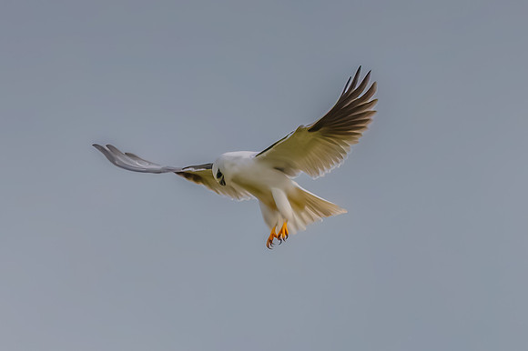 Black-shouldered Kite searching for prey in the overcast sky