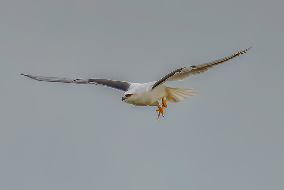 Black-shouldered Kite searching for prey in the overcast sky