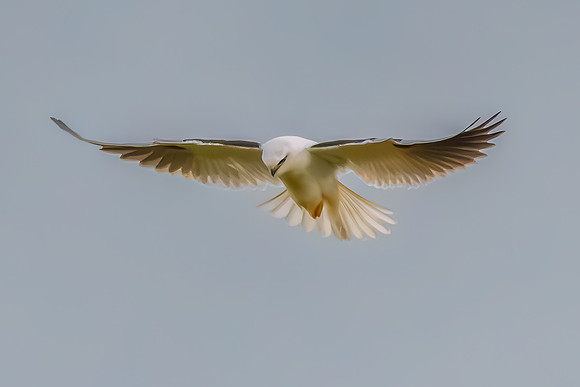 Black-shouldered Kite searching for prey in the overcast sky