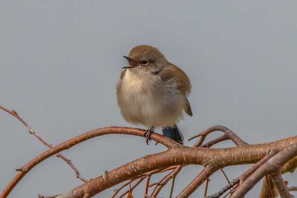 Male Superb Fairywren on a Tree Branch