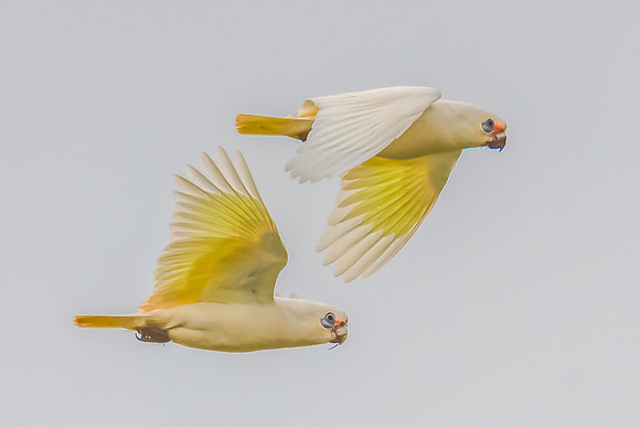 White Corellas Soaring in Soft Morning Fog