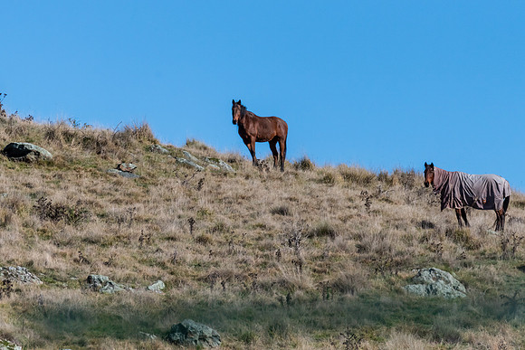 Bay horses grazing on a gentle hillside