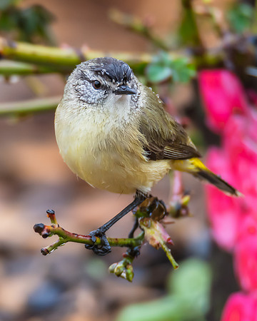 Yellow‑rumped Thornbill Perched Among Rose Branches in the Rai