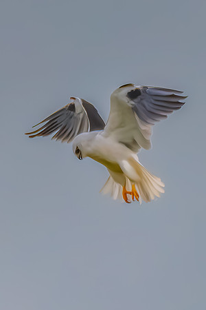 Black-shouldered Kite searching for prey in the overcast sky