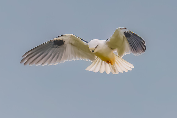 Black-shouldered Kite searching for prey in the overcast sky