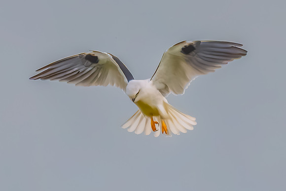 Black-shouldered Kite searching for prey in the overcast sky