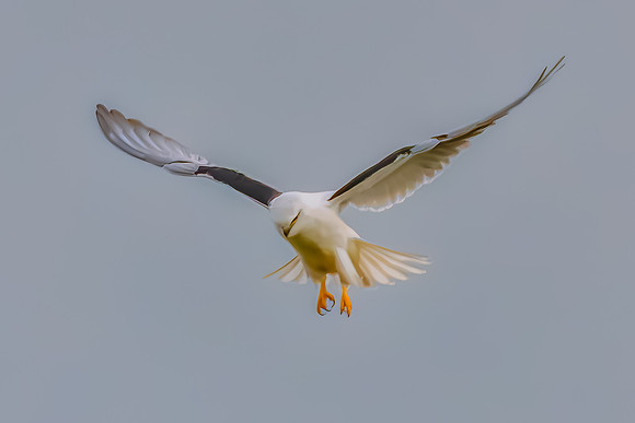 Black-shouldered Kite searching for prey in the overcast sky