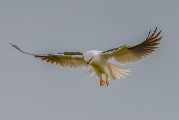 Black-shouldered Kite searching for prey in the overcast sky