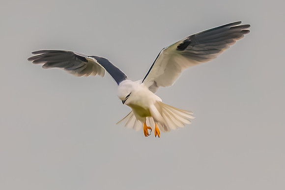 Black-shouldered Kite searching for prey in the overcast sky