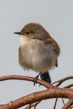 Male Superb Fairywren on a Tree Branch