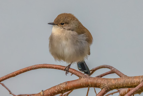 Male Superb Fairywren on a Tree Branch